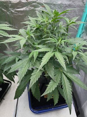 Redball d30 - 6.jpeg