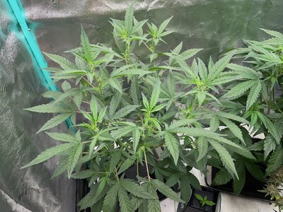 Redball d30 - 7.jpeg