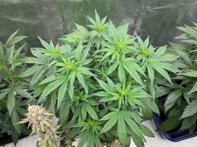 Redball d30 - 8.jpeg