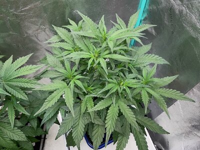 Redball d30 - 9.jpeg