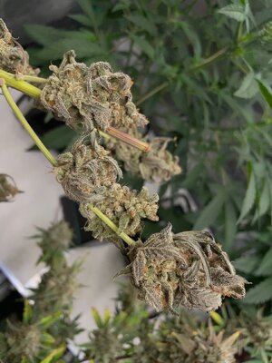 grape deebo - 2.jpeg