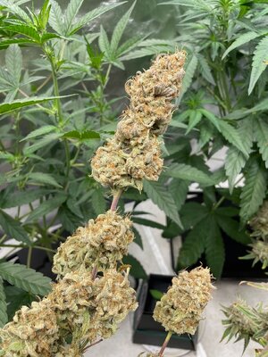 grape deebo - 1.jpeg