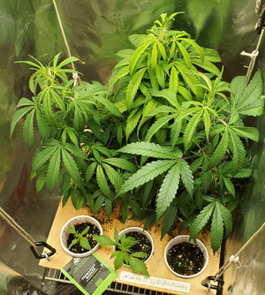 LemonZ_clones_6-9.jpg LemonZ_clones_6-9.jpg