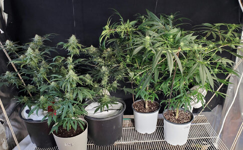 LemonZ_clones_1-5.jpg LemonZ_clones_1-5.jpg