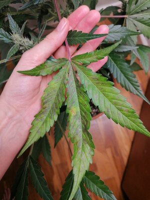 WhatsApp Image 2025-04-10 at 21.28.15_500f7b53.jpg