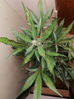 WhatsApp Image 2025-04-10 at 21.28.15_957171cb.jpg