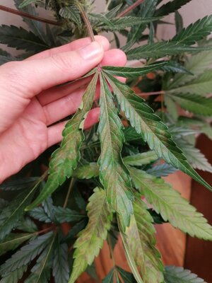 WhatsApp Image 2025-04-10 at 21.28.15_b792ae09.jpg