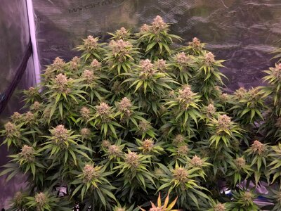 20241119_203404.jpg 20241119_203404.jpg