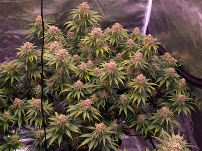 20241119_203401.jpg 20241119_203401.jpg