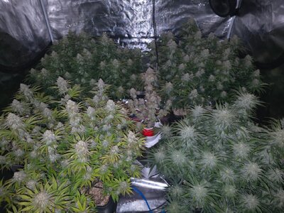 20241115_045034.jpg 20241115_045034.jpg