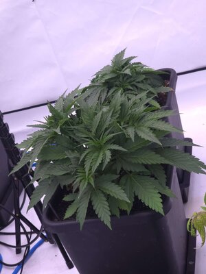 20250413_183336.jpg 20250413_183336.jpg