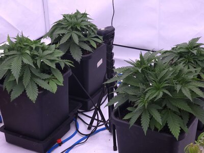 20250413_183345.jpg 20250413_183345.jpg