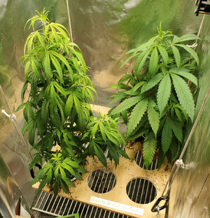 LemonZ_clones_8-9.jpg LemonZ_clones_8-9.jpg