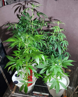 LemonZ_clones 6-7_PermanentMarker_1-2.jpg LemonZ_clones 6-7_PermanentMarker_1-2.jpg