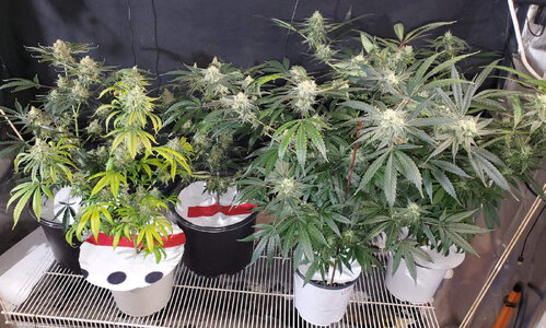 LemonZ_clones_1-5_Flwr62.jpg LemonZ_clones_1-5_Flwr62.jpg