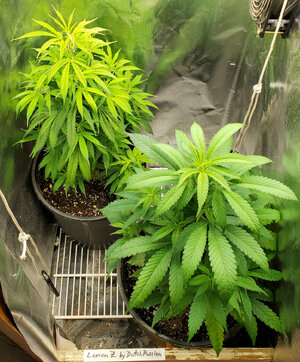 LemonZ_clones8-9_transplanted.jpg