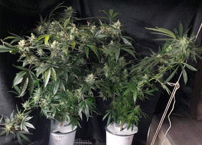 LemonZ_clone4-5_day57.jpg