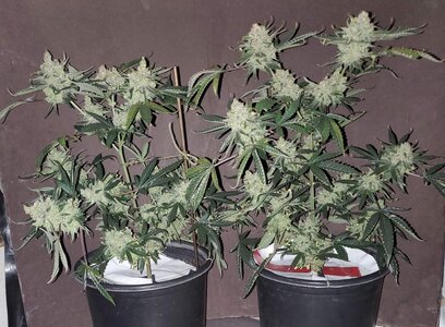 LemonZ_clone1-2_day82.jpg