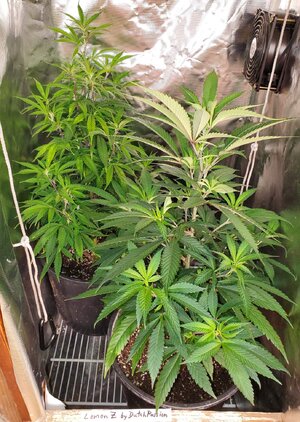 LemonZ_clone8-9_transplanted7days.jpg