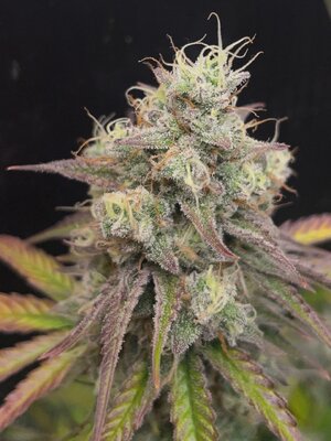 Redball d67 - 9.jpeg