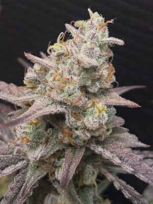 Redball d67 - 7.jpeg