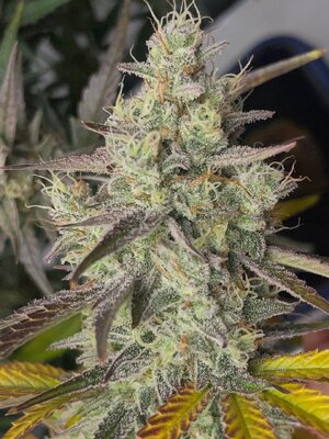 Redball d67 - 6.jpeg