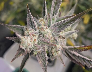 Redball d67 - 4.jpeg