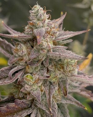 Redball d67 - 3.jpeg