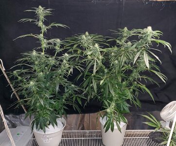 LemonZ_clones6-7_day45.jpg