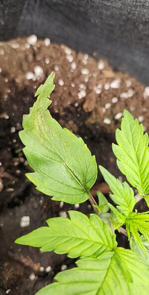 Dry crispy set of true leaves