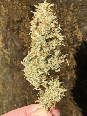 Nightowl Spotless Mind