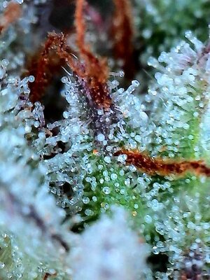 Auto Seeds Grand Daddy Purple by KingRatt