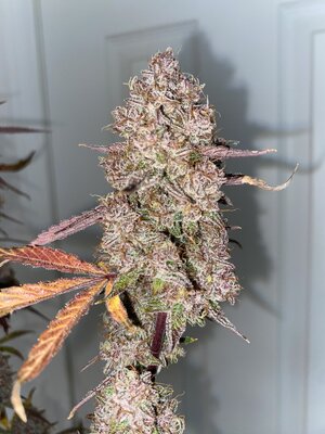 RocBudInc Blueberry Blizzy auto by KingRatt