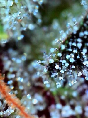 Dutch Passion CBD Blackberry Kush auto by KingRatt