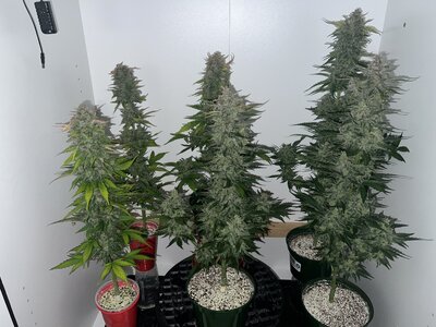 Tobe’s Gelato Auto x Orange Assault