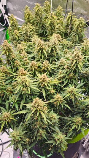 GG FCOF3#1 together Best Buds.jpg