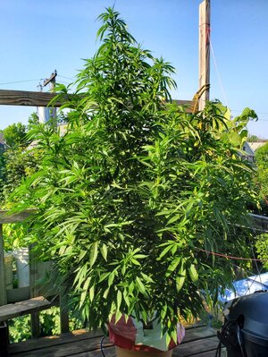 LemonZ_clone9_day58.jpg LemonZ_clone9_day58.jpg