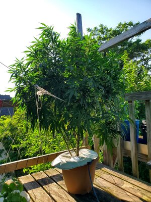 LemonZ_clone8_day58.jpg LemonZ_clone8_day58.jpg