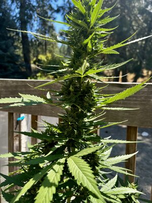 3rd year of trying outdoor growing.