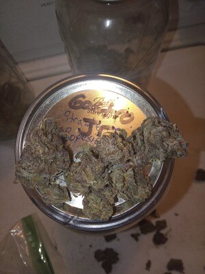 Gastro Jr. Review and smoke report