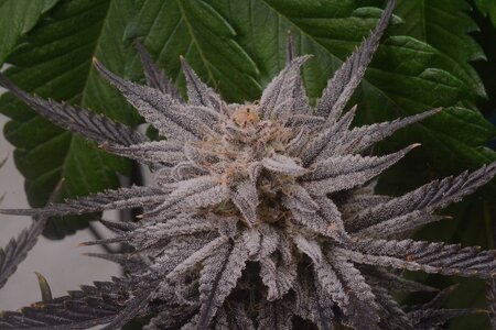 master bruce micro - 1.jpeg