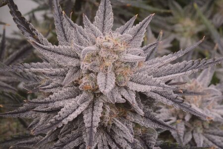 master bruce micro - 2.jpeg