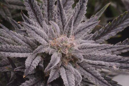 master bruce micro - 3.jpeg