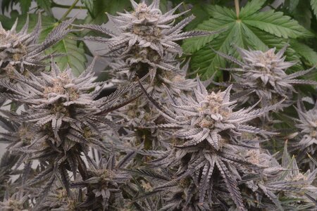 master bruce micro - 5.jpeg