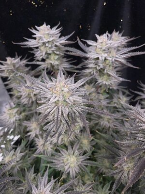 master bruce chop - 6.jpeg