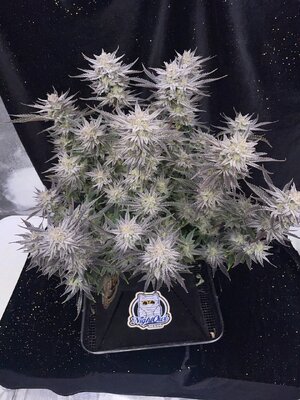 master bruce chop - 5.jpeg