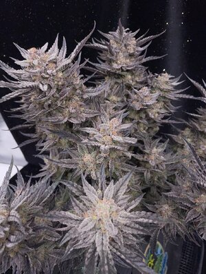 master bruce chop - 4.jpeg