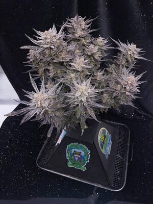 master bruce chop - 3.jpeg