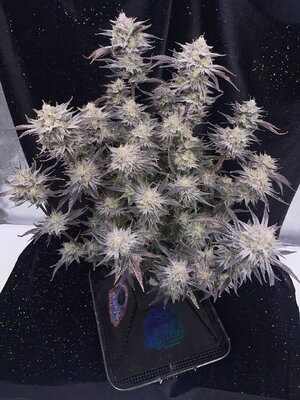 master bruce chop - 2.jpeg