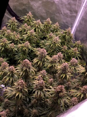 20241124_065414.jpg 20241124_065414.jpg